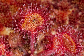 Round-leaved Sundew