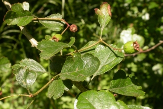 Midland Hawthorn