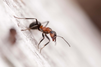 Southern Wood Ant