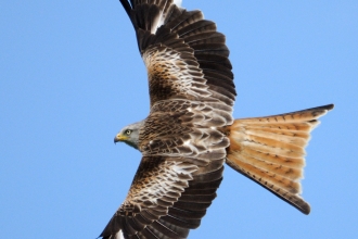 Red kite, Amy Lewis