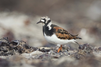 Turnstone