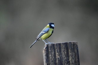 Great tit at Woodside Farm, Gavin Henderson