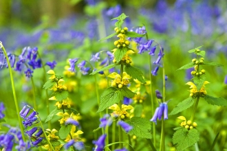 Yellow Archangel