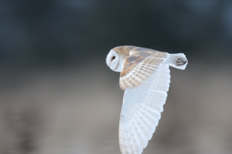 Barn owl, Richard Pittam