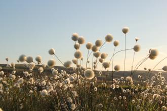 cotton grass, David Fryer-Winder
