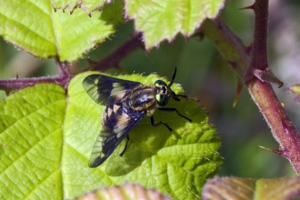 Twin-lobed Deer-fly