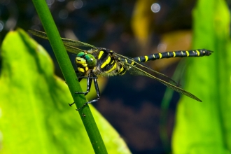 Golden-ringed Dragonfly