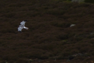 Hen harrier, Tim Birch 