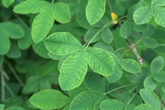 Common Laburnum