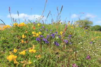 Milkwort at Gang Mine, Kieron Huston