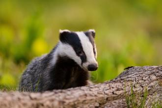 Badger, Elliott Neep 