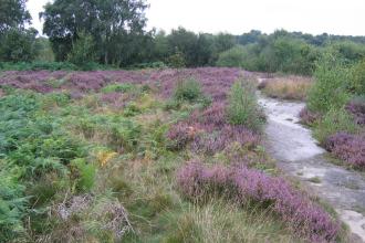 Carvers Rocks, Derbyshire Wildlife Trust