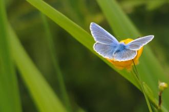 Common blue, Amy Lewis