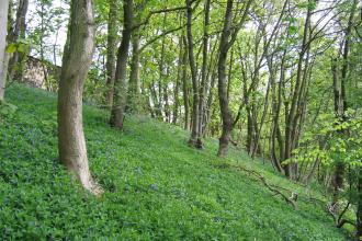 Cramside Wood, Derbyshire Wildlife Trust