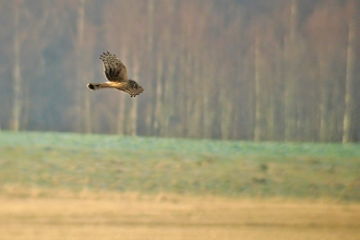 Hen harrier, Stefan Johansson