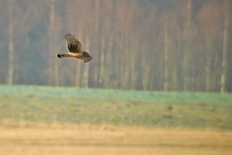 Hen harrier, Stefan Johansson