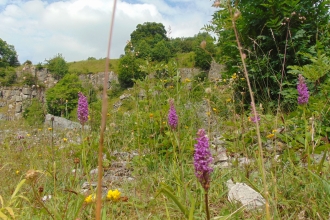 Orchids at Chee Dale, Julia Gow