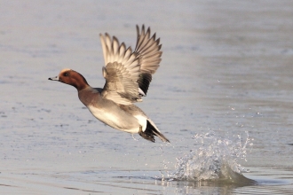 Wigeon, Guy Badham 