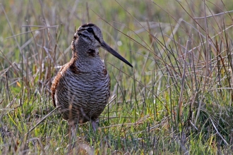 Woodcock, Margaret Holland