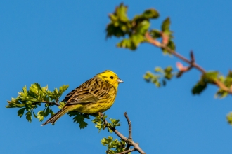 Yellowhammer, Richard Smith