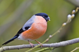 Bullfinch, Damian Waters