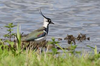 Lapwing at Wyver Lane, Paul Shaw