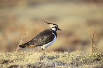 Lapwing, Darin Smith 