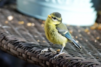 Blue tit, Kay Fairest