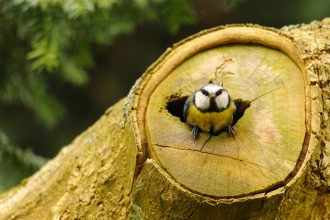 Blue tit, Amy Lewis