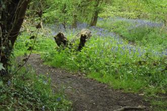 Mapperley Wood, Kate Lemon