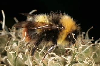 Bumble bee by Malcolm Storey