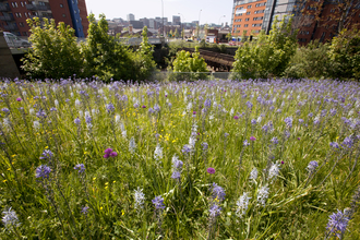 Urban wild flowers, Paul Hobson