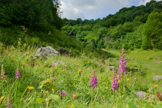 Fragrant orchid, Hopton Quarry, credit Natural Diversity