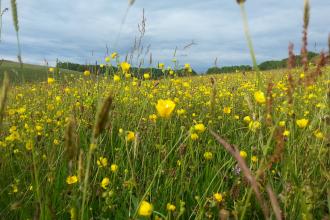 Hartington Meadows, Kaite Helps