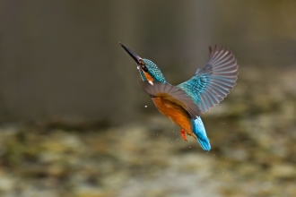 Kingfisher, Malcolm Brown