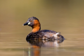 Little grebe, Tom Marshall