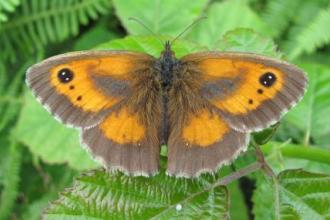 Lock Lane Ash Tip gatekeeper butterfly, Jim Russell