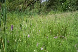 Oakerthorpe, Derbyshire Wildlife Trust 