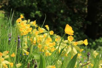 Primula Veris, Crich Chase Meadows by Kieron Huston