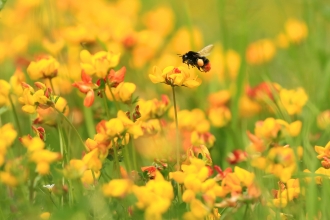 Red tailed bumblebee, Jon Hawkins, Surrey Hills Photography 