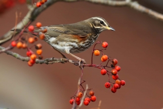 Redwing, Margaret Holland 