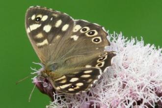 Rowsley speckled wood Shirley Freeman