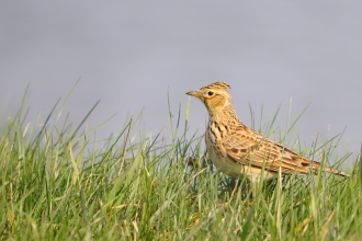 Skylark, Amy Lewis 