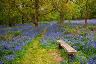 Spring Wood in bluebells, Tony Frankland