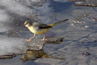 Wagtail, Guy Badham
