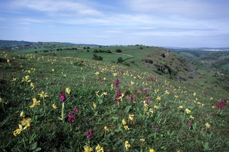 Priestcliffe Lees, Mark Hamblin