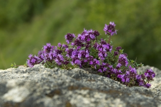 Wild thyme