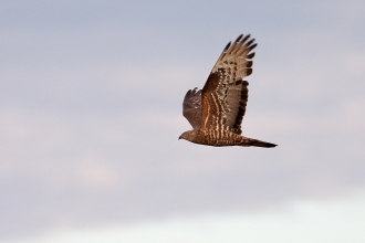 Birds of prey  Derbyshire Wildlife Trust