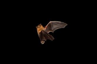 bat, Robert Booth