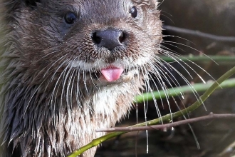 Otter, Margaret Holland